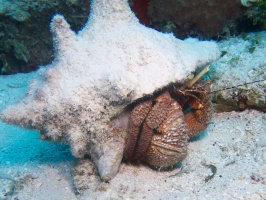 Giant Hermit Crab IMG 5076